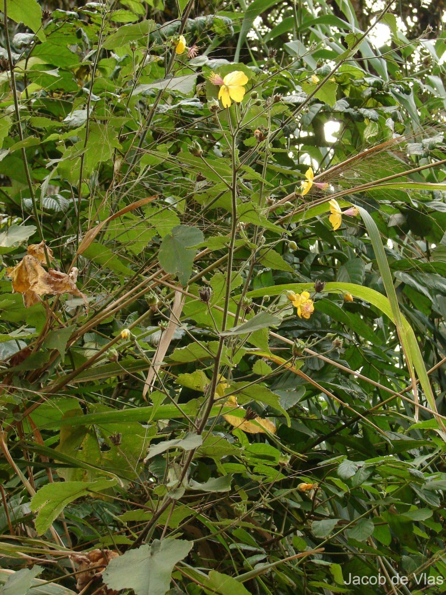 Abutilon persicum (Burm.f.) Merr.